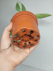 Musa Aeae Kuikawa