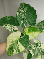 Alocasia Gageana Albo Variegata
