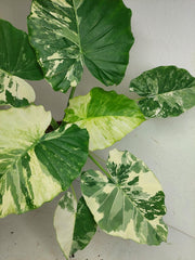 Alocasia Gageana Albo Variegata