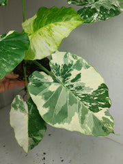 Alocasia Gageana Albo Variegata