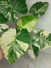 Alocasia Gageana Albo Variegata