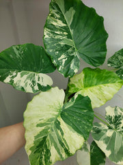 Alocasia Gageana Albo Variegata