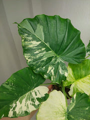 Alocasia Gageana Albo Variegata