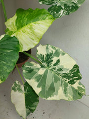 Alocasia Gageana Albo Variegata