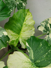 Alocasia Gageana Albo Variegata