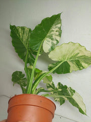 Alocasia Gageana Albo Variegata
