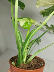 Alocasia Gageana Albo Variegata