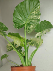 Alocasia Gageana Albo Variegata