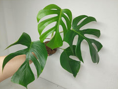 Monstera Sierrana Hawaiian Form