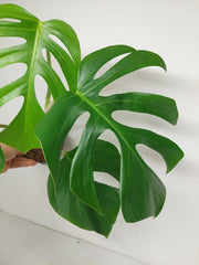 Monstera Sierrana Hawaiian Form