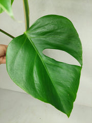 Monstera Sierrana Hawaiian Form