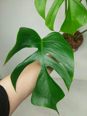 Monstera Sierrana Hawaiian Form