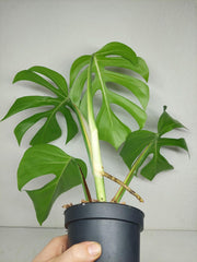 Monstera Sierrana Hawaiian Form