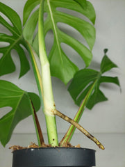 Monstera Sierrana Hawaiian Form