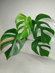 Monstera Sierrana Hawaiian Form