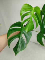 Monstera Sierrana Hawaiian Form