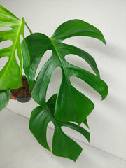 Monstera Sierrana Hawaiian Form