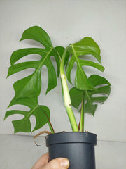 Monstera Sierrana Hawaiian Form