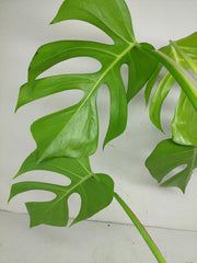 Monstera Sierrana Hawaiian Form