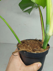Monstera Sierrana Hawaiian Form