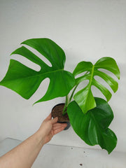 Monstera Sierrana Hawaiian Form