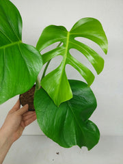 Monstera Sierrana Hawaiian Form