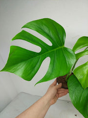 Monstera Sierrana Hawaiian Form