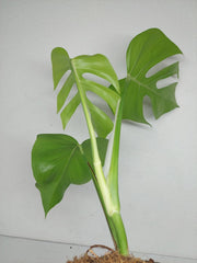 Monstera Sierrana Hawaiian Form