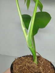 Monstera Sierrana Hawaiian Form