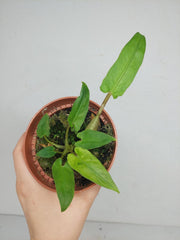 Sad Plants