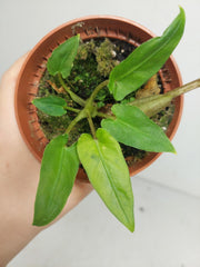 Sad Plants