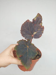 Sad Plants