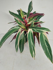 Sad Plants