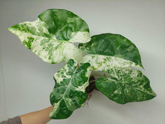 Alocasia Macrorrhiza Splash