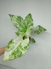 Alocasia Macrorrhiza Splash