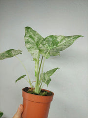 Alocasia Macrorrhiza Splash