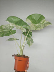 Alocasia Macrorrhiza Splash