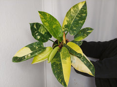 Philodendron Green Congo Variegata groß