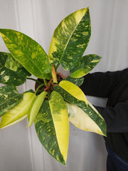 Philodendron Green Congo Variegata groß