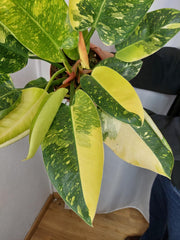 Philodendron Green Congo Variegata groß