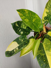 Philodendron Green Congo Variegata groß