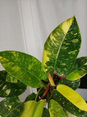 Philodendron Green Congo Variegata groß