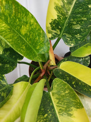 Philodendron Green Congo Variegata groß
