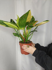 Philodendron Green Congo Variegata groß