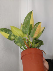 Philodendron Green Congo Variegata groß