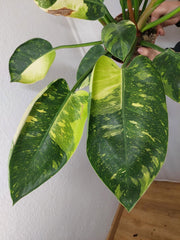 Philodendron Green Congo Variegata groß