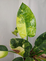 Philodendron Green Congo Variegata groß