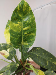 Philodendron Green Congo Variegata groß