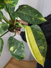 Philodendron Green Congo Variegata groß