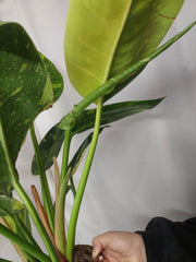 Philodendron Green Congo Variegata groß